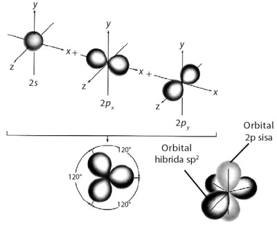 Pembentukan orbital hibrida sp2.